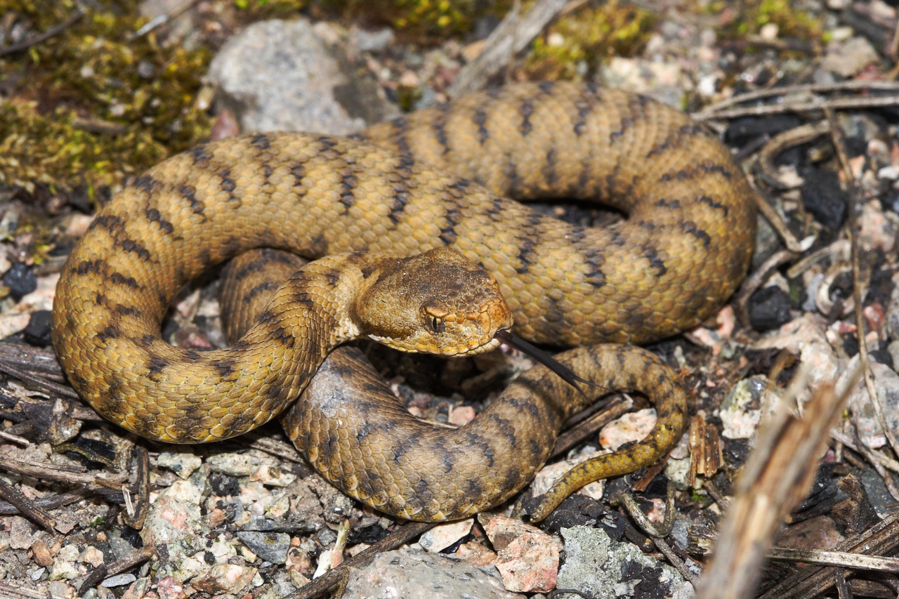 image Les indicateurs de l'OGEB-Observatoire Grand Est de la Biodiversité