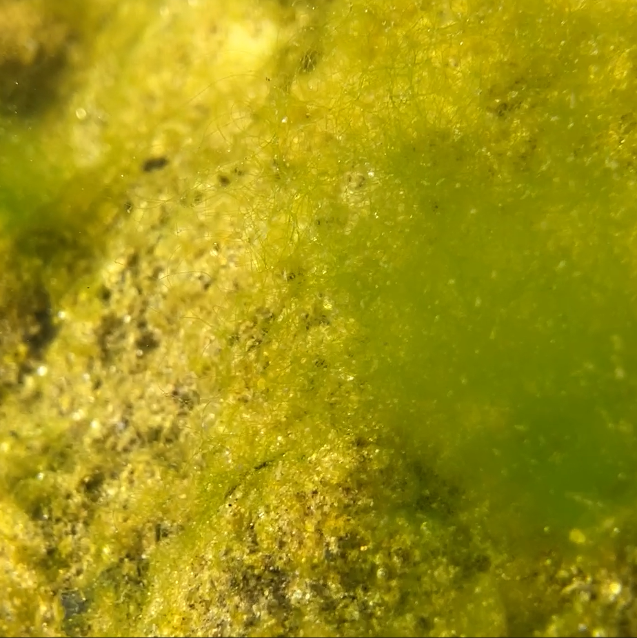 image Expertise du développement algal printanier dans le Gardon de Saint Jean et la Salandre