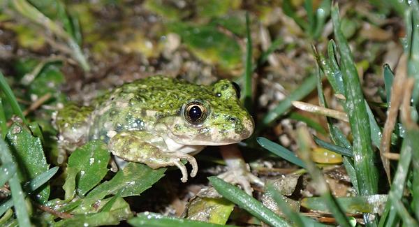image 5 espèces d’amphibiens observées en 3 ans dans le marais
