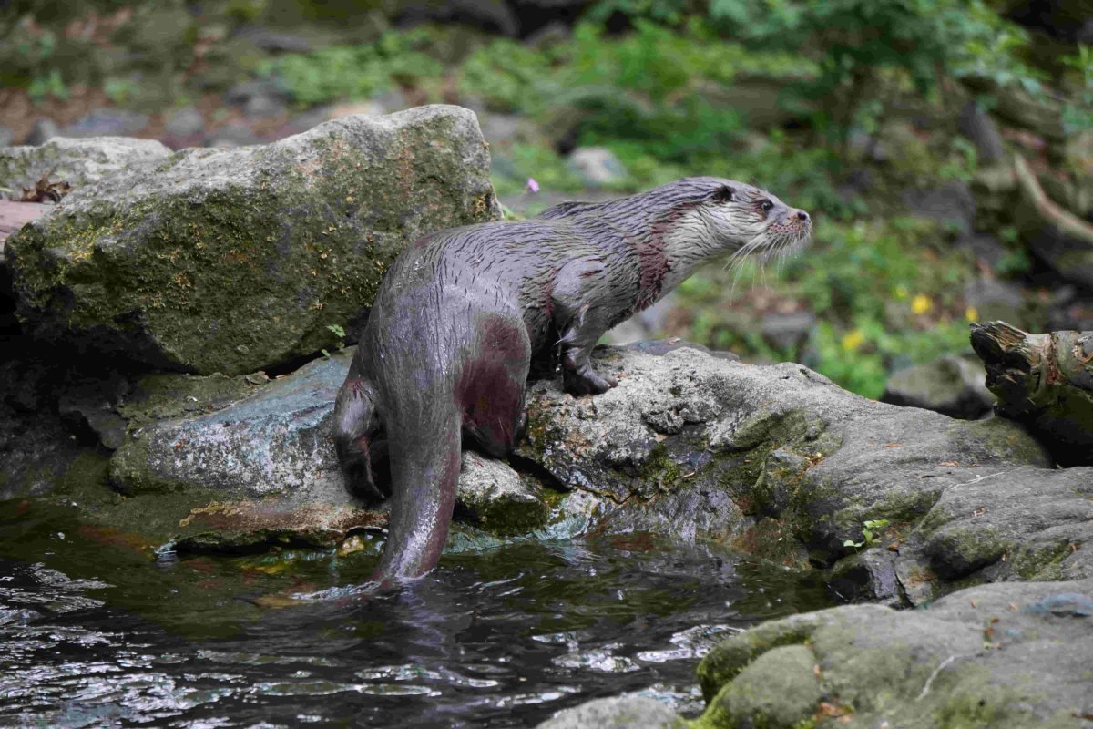 image Lancement du premier Groupe Loutre en région Provence-Alpes-Côte d'Azur 