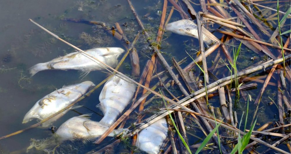 image Pollution au cyanure : hécatombe de poissons sur la rivière Saramacca