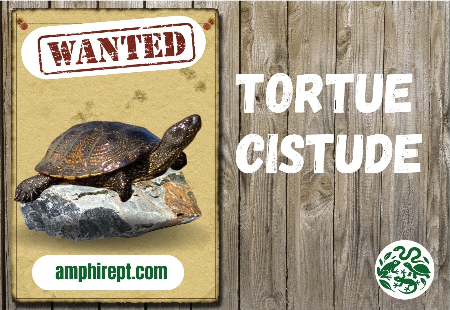 image Avez-vous déjà observé ou rencontré cette tortue ?