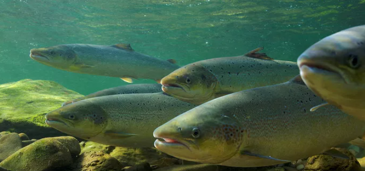 image L'inquiétante chute du nombre de saumons britanniques, pour cause de pollution des rivières