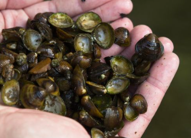 image Aucune solution trouvée pour combattre la corbicule invasive d'Asie : une palourde qui pullule dans la Loire