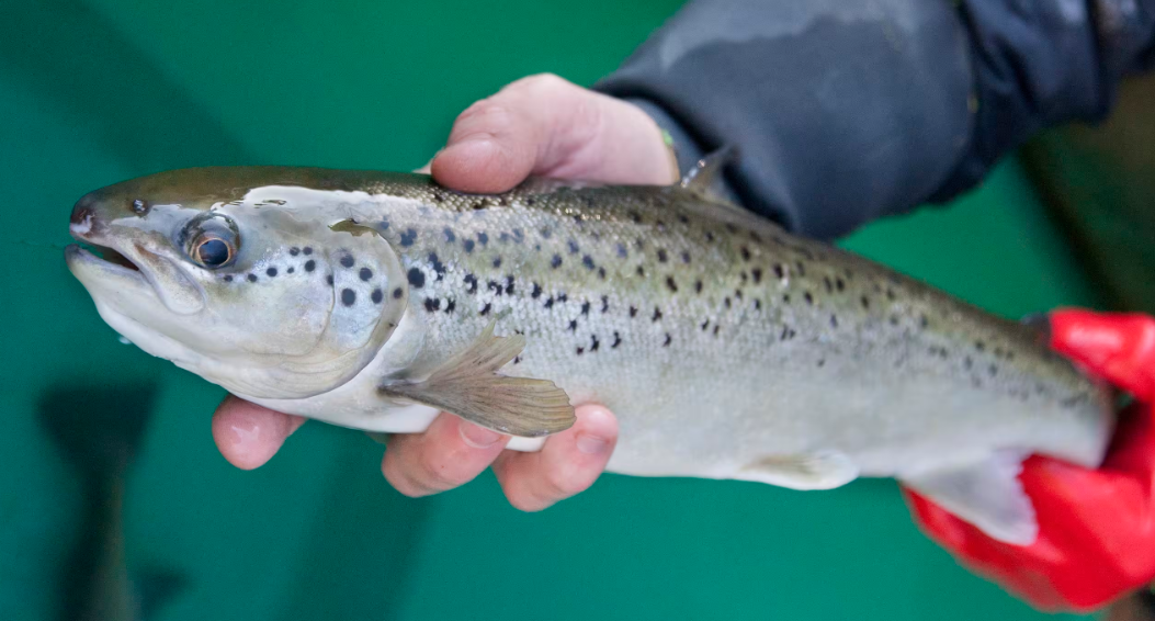 image Disparition du saumon dans le bassin Loire : 