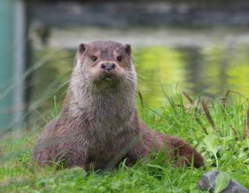 image En Vendée, la loutre, cet animal discret, se plaît dans le Marais poitevin