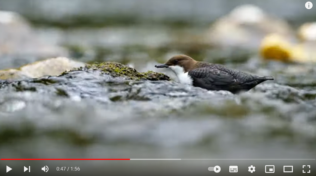 image Un oiseau qui marche et nage dans l'eau ? Le cincle plongeur