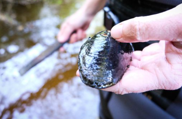 image De la Creuse à la Bretagne, ces moules perlières d'eau douce jouent la survie de leur espèce