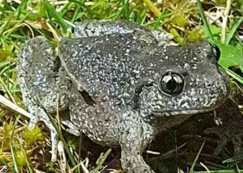 image Dans la Manche, « le site de la Vanlée est remarquable pour l’observation des amphibiens »