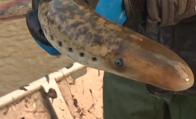 image La pêche à la lamproie et l'alose en Loire ne sera finalement pas interdite