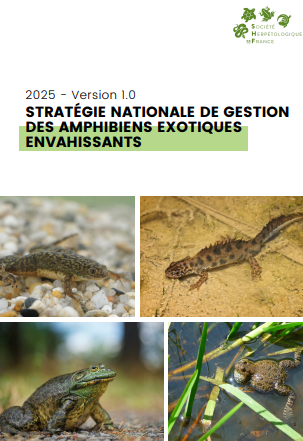 image Une stratégie nationale pour la gestion des amphibiens exotiques envahissants !