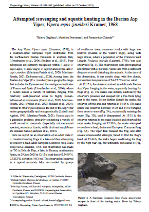image Une Vipère aspic aquatique, qui chasse les grenouilles, et qui se nourrit de cadavres ? (note scientifique en anglais)