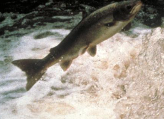 image Anguille et Saumon : les scientifiques développent des outils pour avoir une vision plus globale de l’impact de l’homme sur les poissons migrateurs