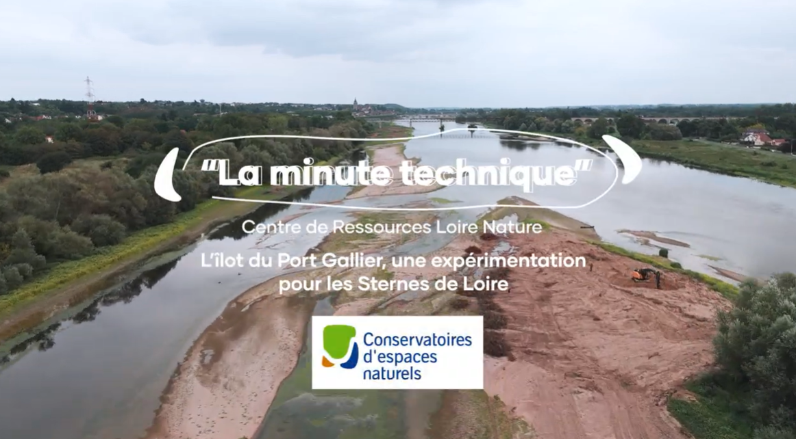 image Une zone refuge pour les jeunes Sternes de Loire ! 