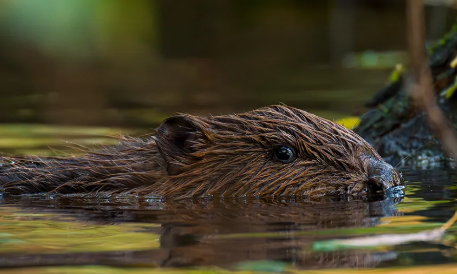 image Le castor étend son territoire en Limousin et fait son grand retour en Corrèze !