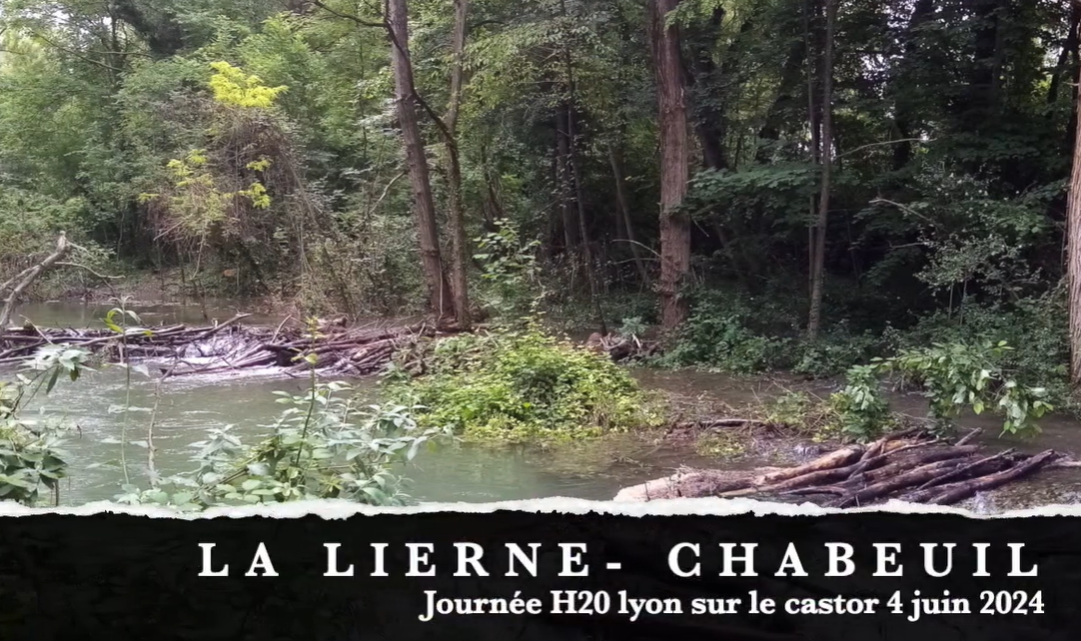 image Installation d'ouvrages mimétiques castor sur la Lierne à Chabeuil (26)