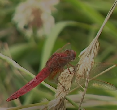 image Pourquoi les libellules sont devenues de précieuses sentinelles de la biodiversité
