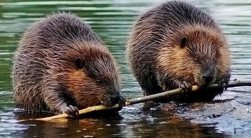 image Excellent nageur, mais mauvais marcheur : le castor d’Europe, très présent dans le Saumurois, a frôlé l’extinction 