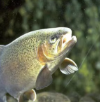 image Et si tout ce que vous pensiez savoir sur les poissons était faux ? Les chercheurs bousculent les idées reçues