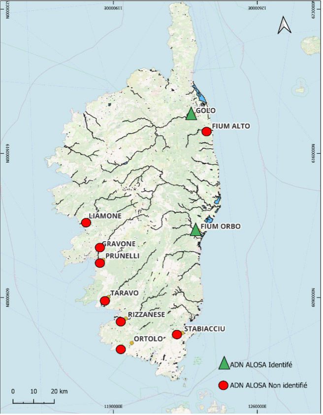 image Actualisation des données amphihalins en Corse