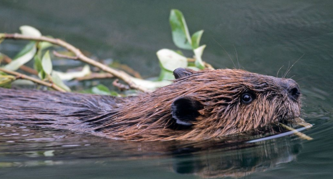 image Le castor est de retour en Limousin, une bonne nouvelle pour la biodiversité