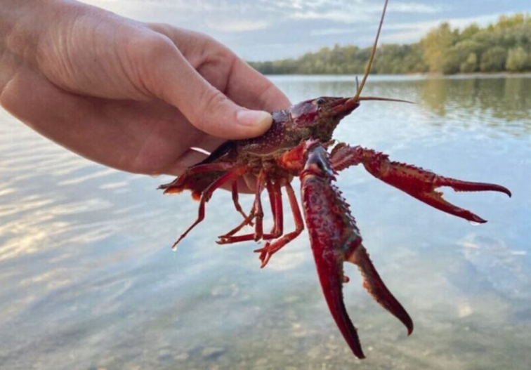 image Loire-Atlantique. L'écrevisse de Louisiane dégrade toujours cette zone naturelle