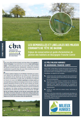 image Fiche technique : Les demoiselles et libellules des milieux courants de tête de bassin