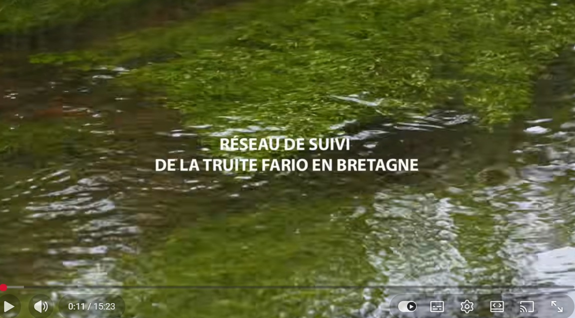 image La Truite fario en Bretagne : que révèlent 10 ans de suivi scientifique ? 