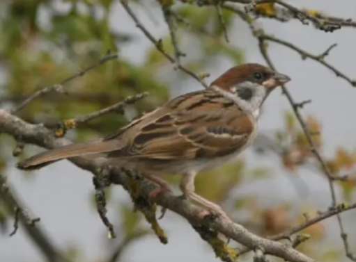 image La disparition inquiétante des oiseaux des milieux agricoles