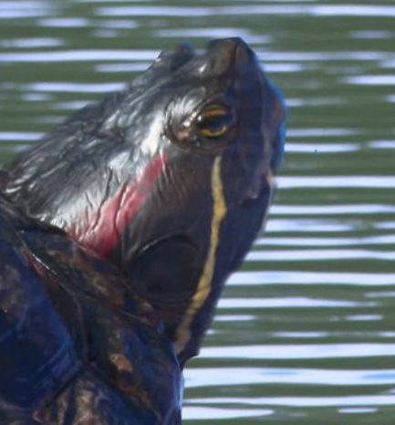 image On vous explique pourquoi cette jolie tortue, ancienne star des aquariums, est une nuisance pour la biodiversité