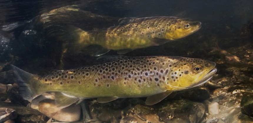 image Le numéro spécial de Sciences Eaux & Territoires consacré au pôle MIAME