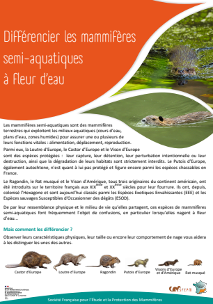 image Différencier les mammifères semi-aquatiques à fleur d’eau