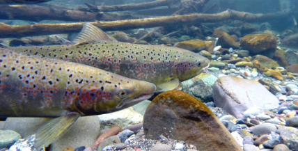 image Stations de contrôle : bilan de l’année 2025 - Migradour