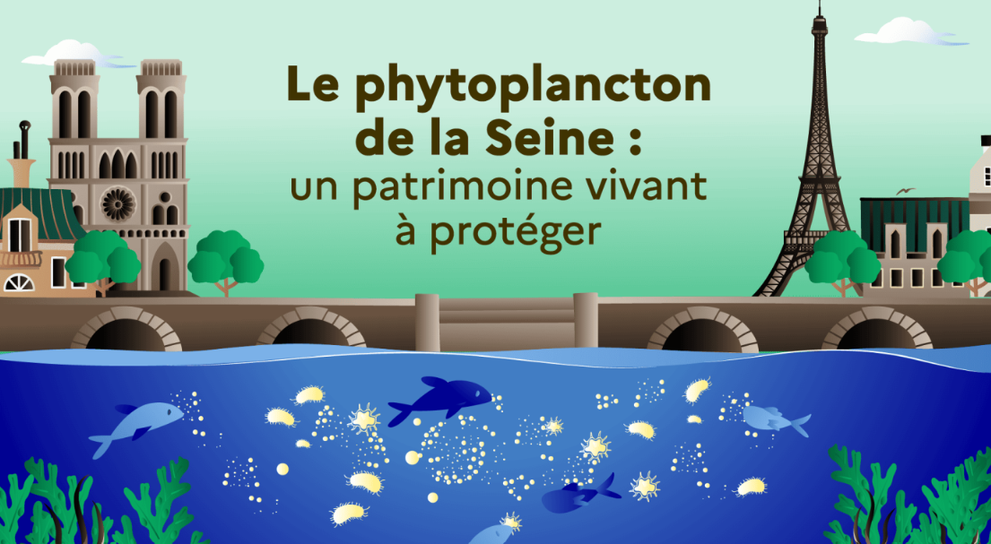 image Dans la Seine, des sentinelles microscopiques indispensables