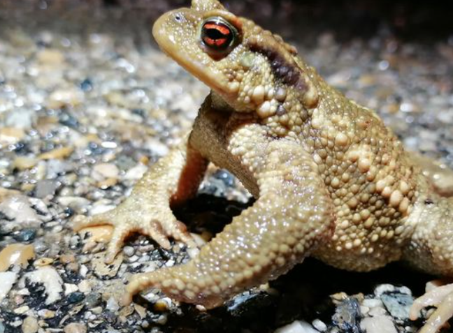 image Qu'est-ce que les crapauducs ? Ce système ingénieux qui aide les amphibiens à traverser la route