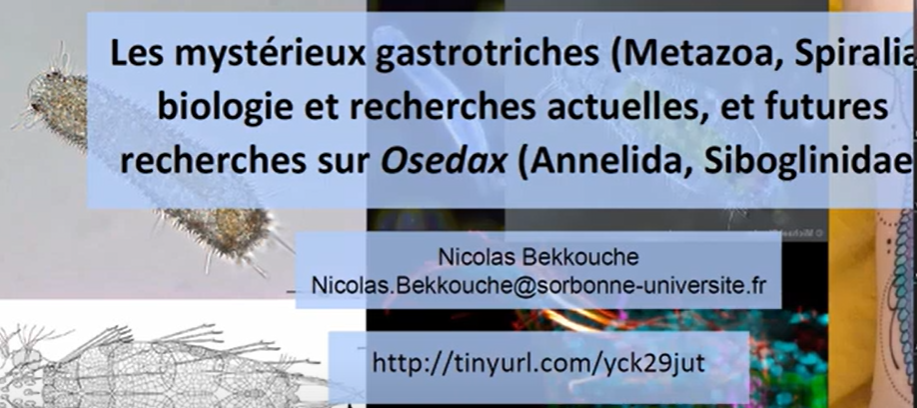 image Les mystérieux gastrotriches et futures recherches sur Osedax