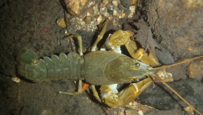 image Une solution radicale pour tenter de sauver l'écrevisse d'Ardèche