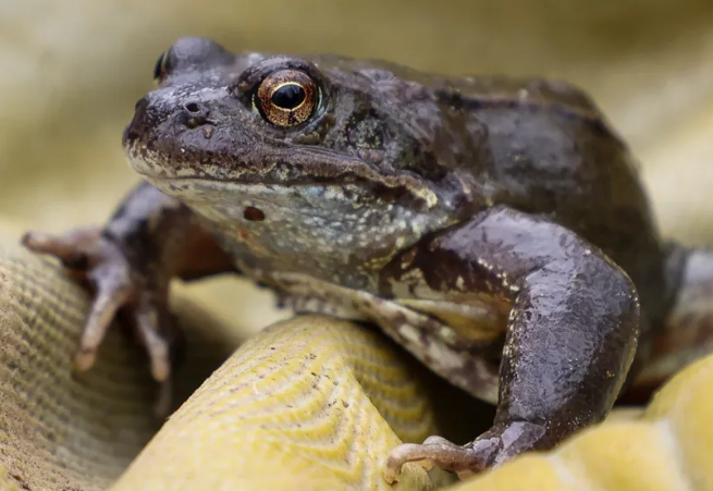 image “Je me souviens d’en avoir écrasé une centaine” : grenouilles et crapauds sortent d’hibernation, pourquoi faut-il éviter l’hécatombe ?