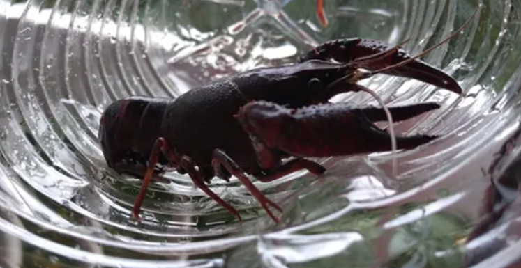 image Écrevisse de Louisiane en Brenne : les pêcheurs et Indre nature réitèrent leur opposition à sa commercialisation