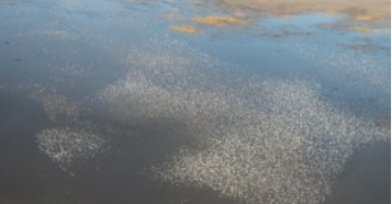 image La gestion adaptative des oiseaux d’eau au Tchad