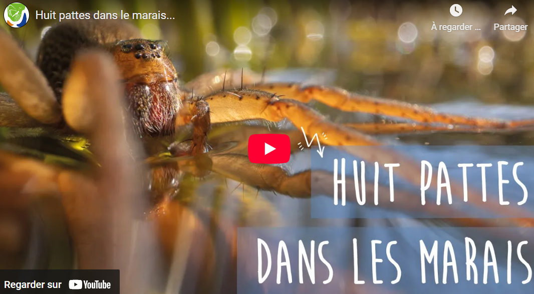 image Huit pattes dans les marais - CEN Normandie