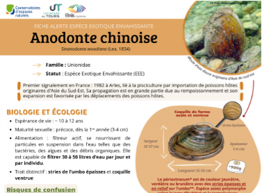 image Nouvelle fiche alerte sur l'Anodonte chinoise