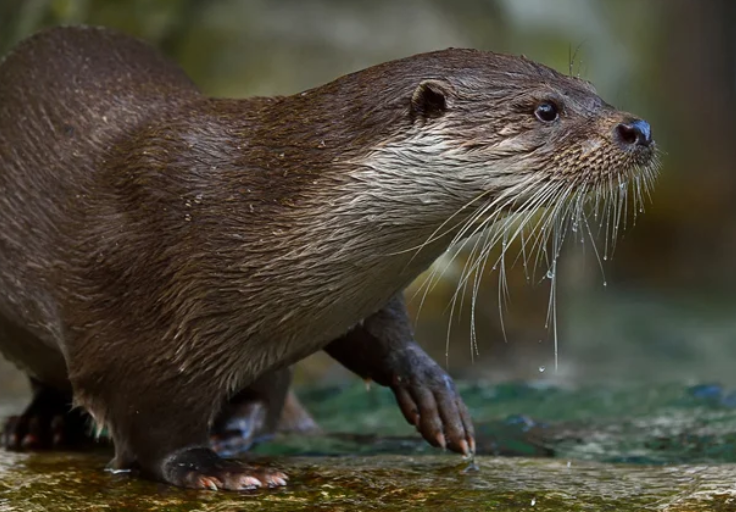 image La Loutre en Bretagne : timide retour en Ille et Vilaine