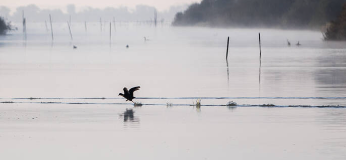 image Le lac de Grand-Lieu, une réserve ultra-protégée et pourtant menacée