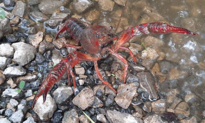 image L'inexorable invasion des écrevisses de Louisiane le long du fleuve Charente