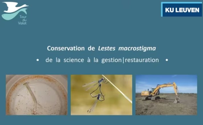image Conservation de Leste à grands stigmas : de la science à la gestion / restauration