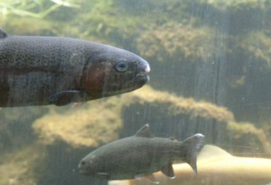 image Un outil bio-informatique pour mieux comprendre l’évolution des espèces de poissons