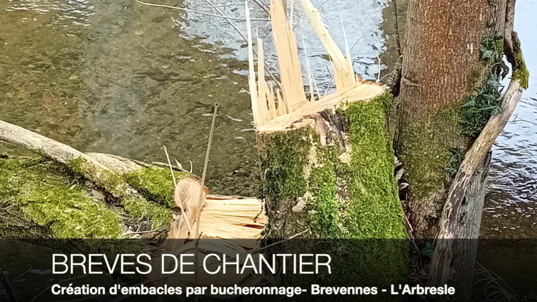 image Création d'embacles par bucheronnage semi fixes sur la Brévenne à Lozanne (69)