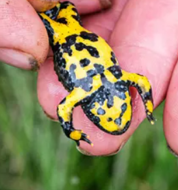 image Rare et menacé, le crapaud sonneur à ventre jaune trouve en Creuse l'un de ses derniers refuges