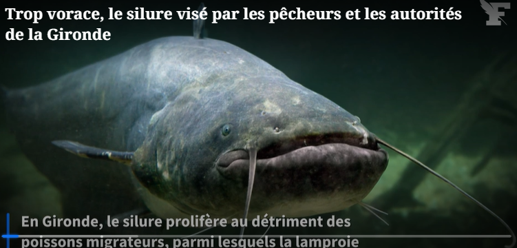 image Pêche : considéré comme un nuisible, le silure est dans le viseur des autorités en Gironde